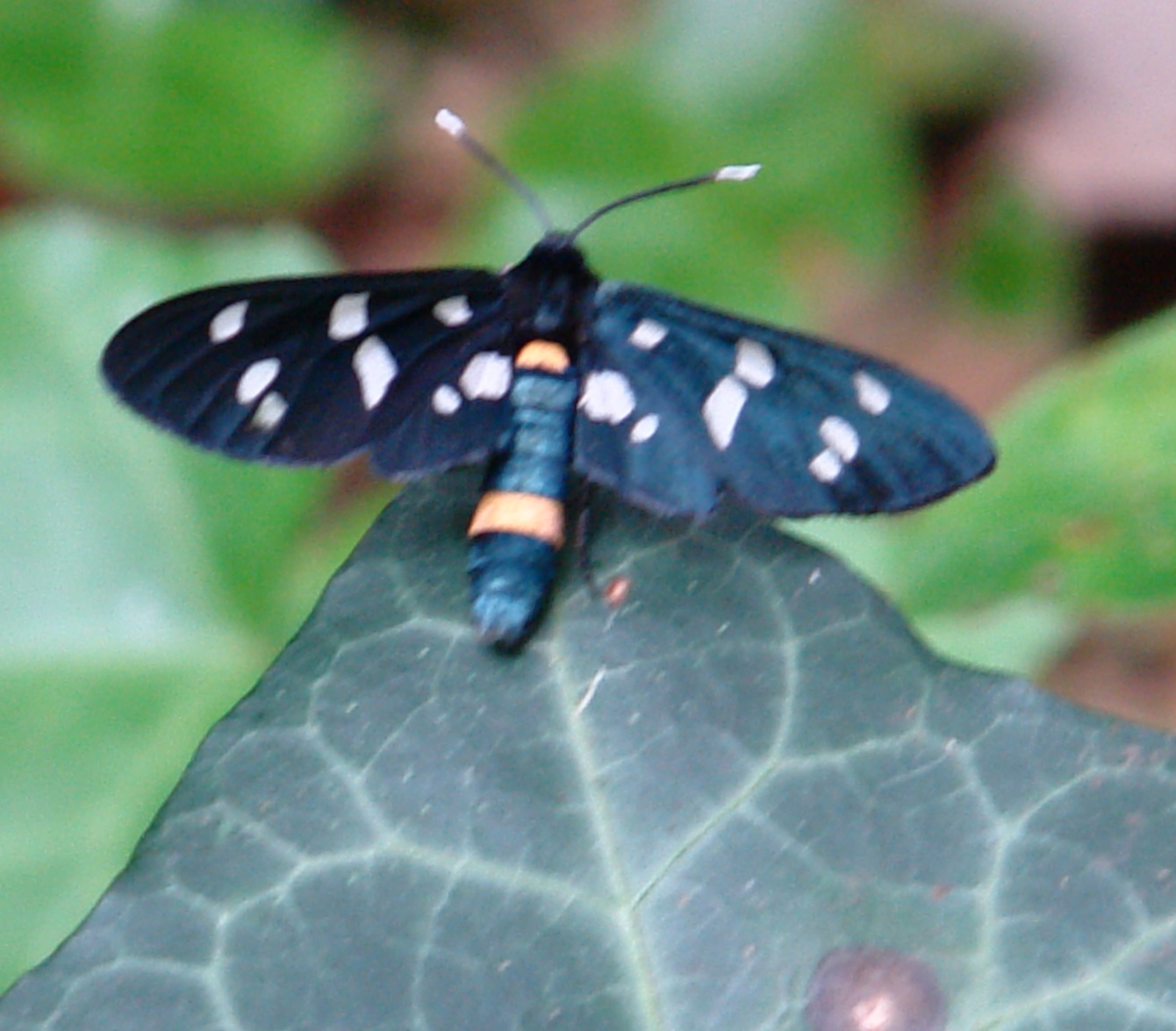 Amata phegea ? - Amata kruegeri